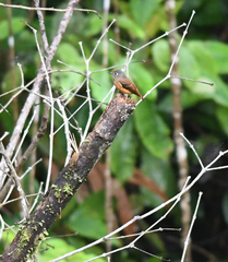 Muscicapa ferruginea