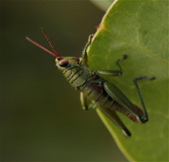 Agesander ruficornis