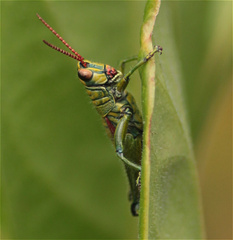 Agesander ruficornis