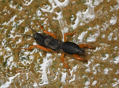 Gryllotalpa orientalis