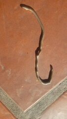 Leptotyphlopidae