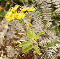 Munnozia