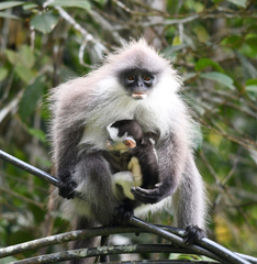 Presbytis siamensis