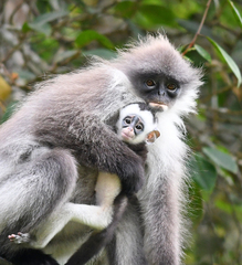 Presbytis siamensis
