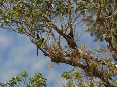 Psarisomus dalhousiae