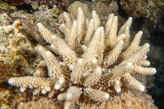 Acropora gemmifera