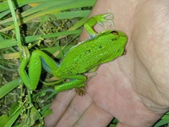 Gastrotheca riobambae