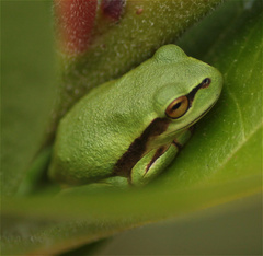 Dendropsophus molitor