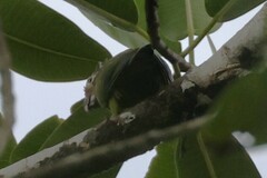 Brotogeris cyanoptera