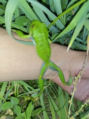 Gastrotheca riobambae