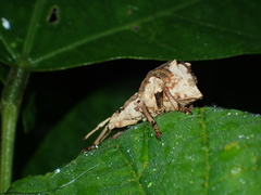 Episomus chinensis
