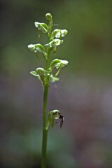 Platanthera obtusata