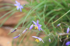 Stypandra glauca