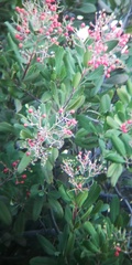 Heteromeles arbutifolia