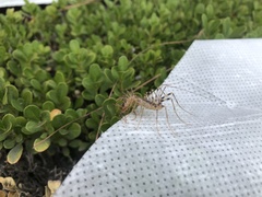 Scutigera coleoptrata