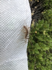 Scutigera coleoptrata
