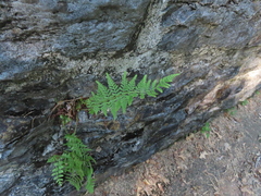 Woodsia obtusa