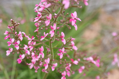 Image of Stylidium elongatum by (c) Benjamin Anderson, some rights reserved (CC BY)