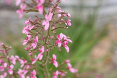 Stylidium elongatum