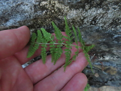Woodsia obtusa