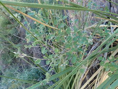 Aloysia