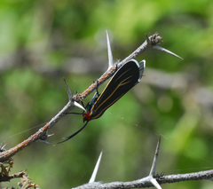 Ctenucha venosa
