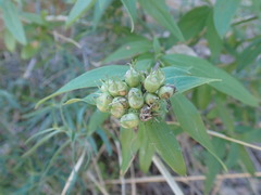 Bouvardia ternifolia