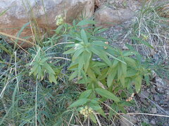 Bouvardia ternifolia