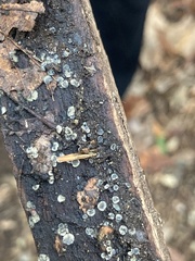 Chlorosplenium chlora