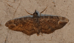 Pasiphilodes testulata
