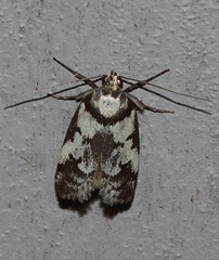 Philobota partitella