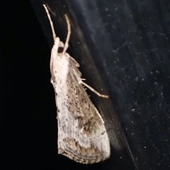 Evergestis isatidalis