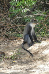Cercopithecus mitis