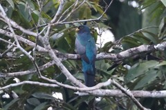 Trogon melanurus