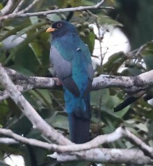 Trogon melanurus