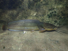 Clarias fuscus