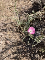 Convolvulus chilensis