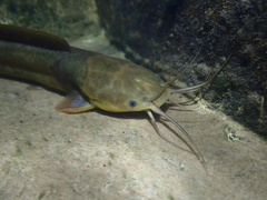 Clarias fuscus