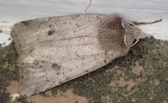 Cerastis faceta