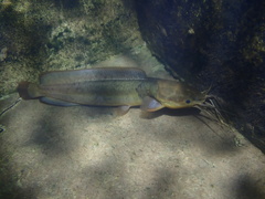 Clarias fuscus