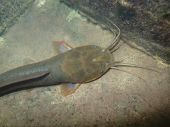Clarias fuscus