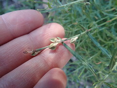 Funastrum