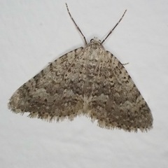 Colostygia multistrigaria