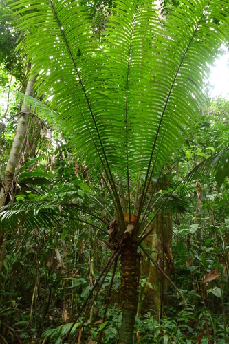 Cycas scratchleyana (Cycas scratchleyana)
