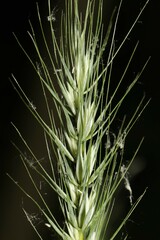 Elymus macgregorii