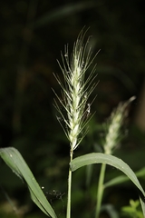 Elymus macgregorii
