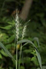 Elymus macgregorii