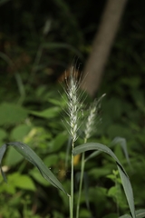 Elymus macgregorii
