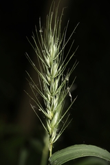 Elymus macgregorii