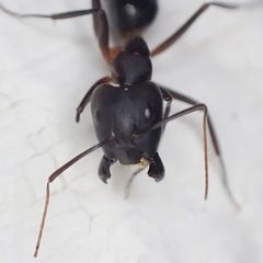 Camponotus barbaricus